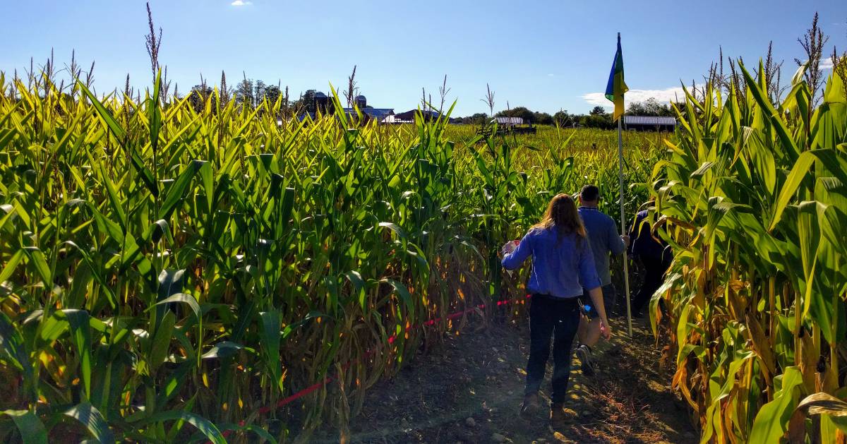 people in a corn maze