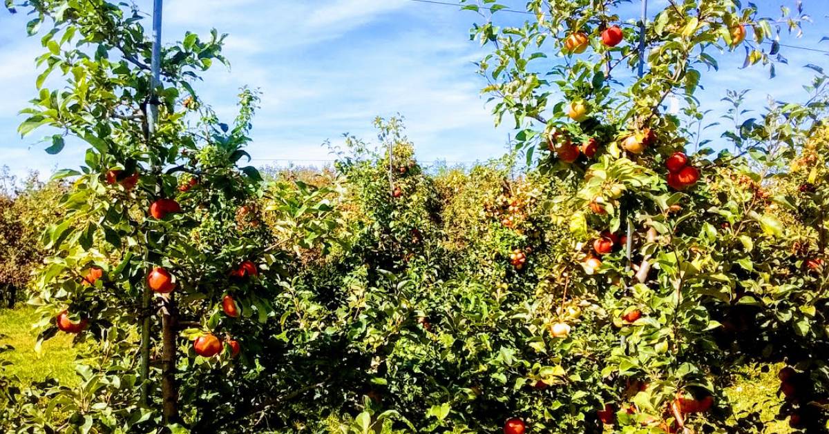 apple trees