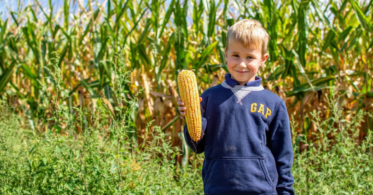 kid holding corn by corn