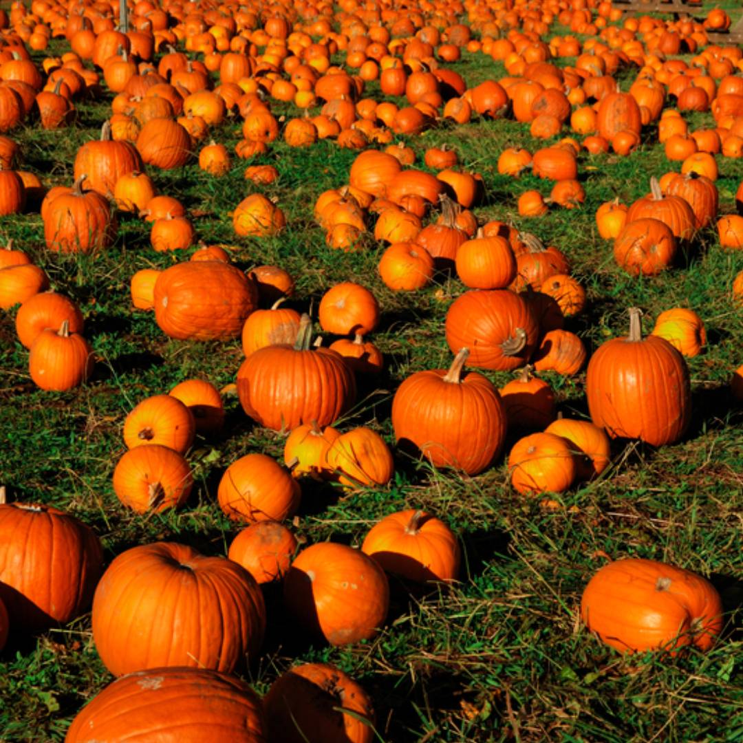 Тыква дружелюбная. Pumpkin in a Corn Farm.