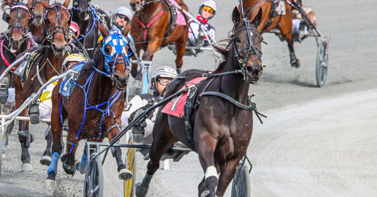 a harness horse race