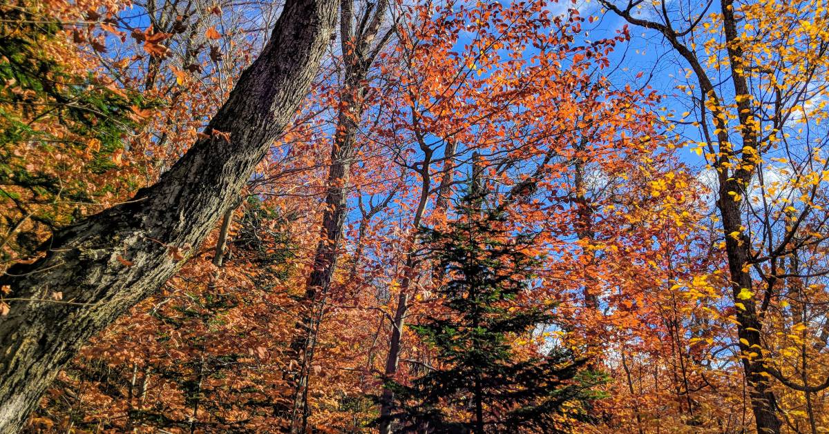 foliage in trees