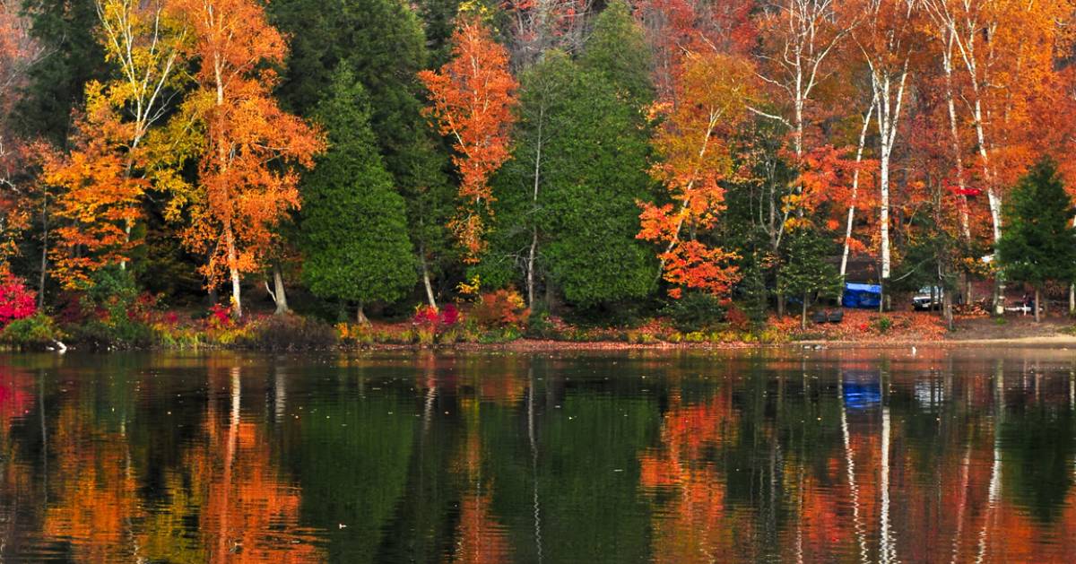 foliage reflection in water