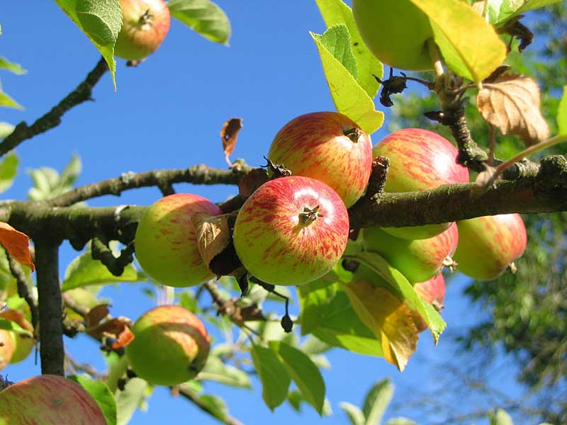 Apples growing on a tree branch