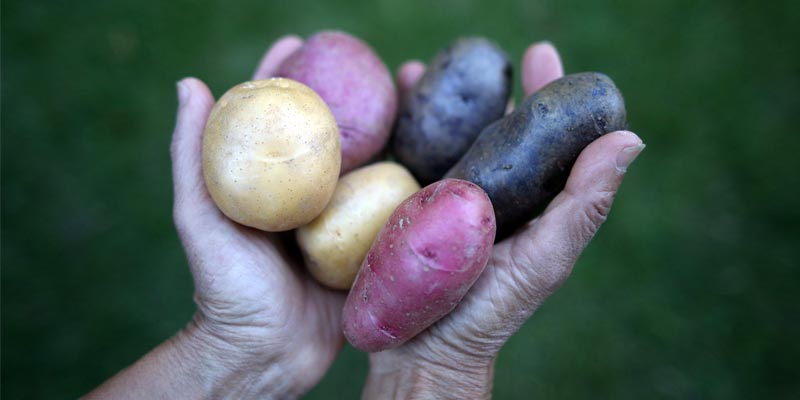 hands holding a variety of potatoes
