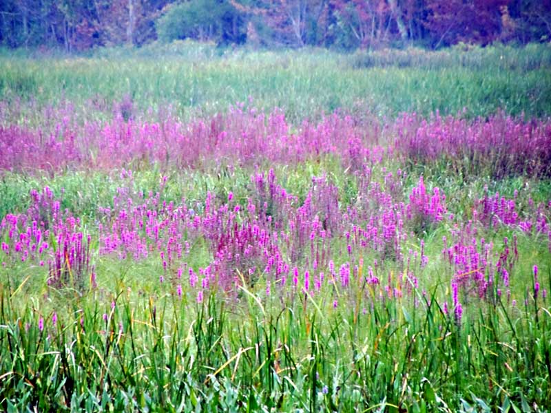 A swath of purple lustrife flowers in the Ausable Marsh Wildlife Management Area