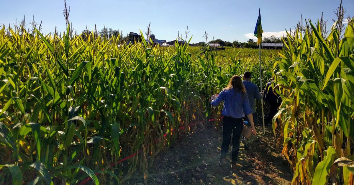 walking in a corn maze