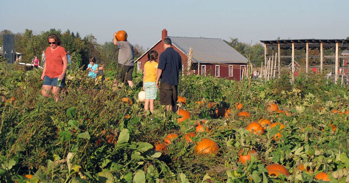 a bunch of a pumpkins in a patch