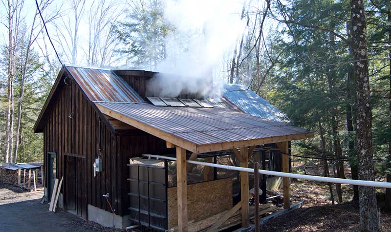 Sugar house with steam rising out from making maple syrup in Thurman NY