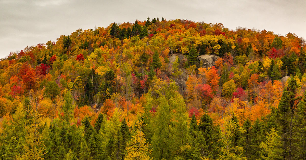 colorful trees on a mountain