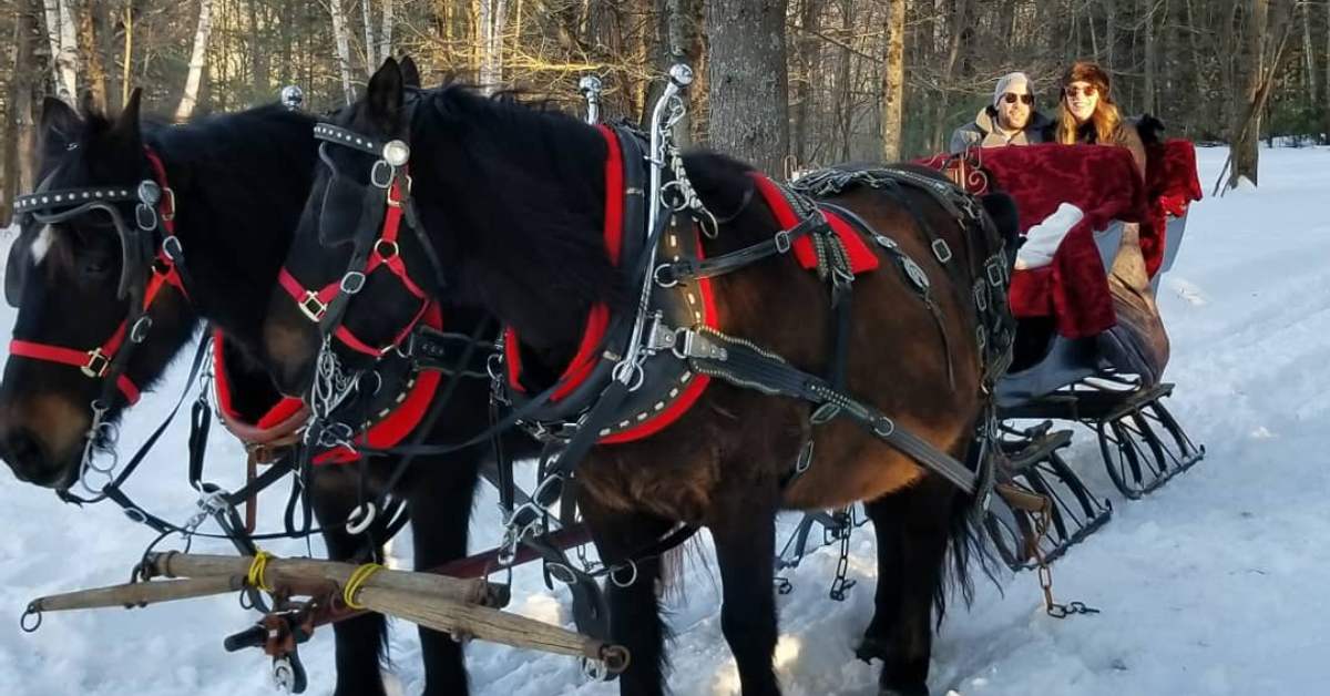 black horses attached to sleigh