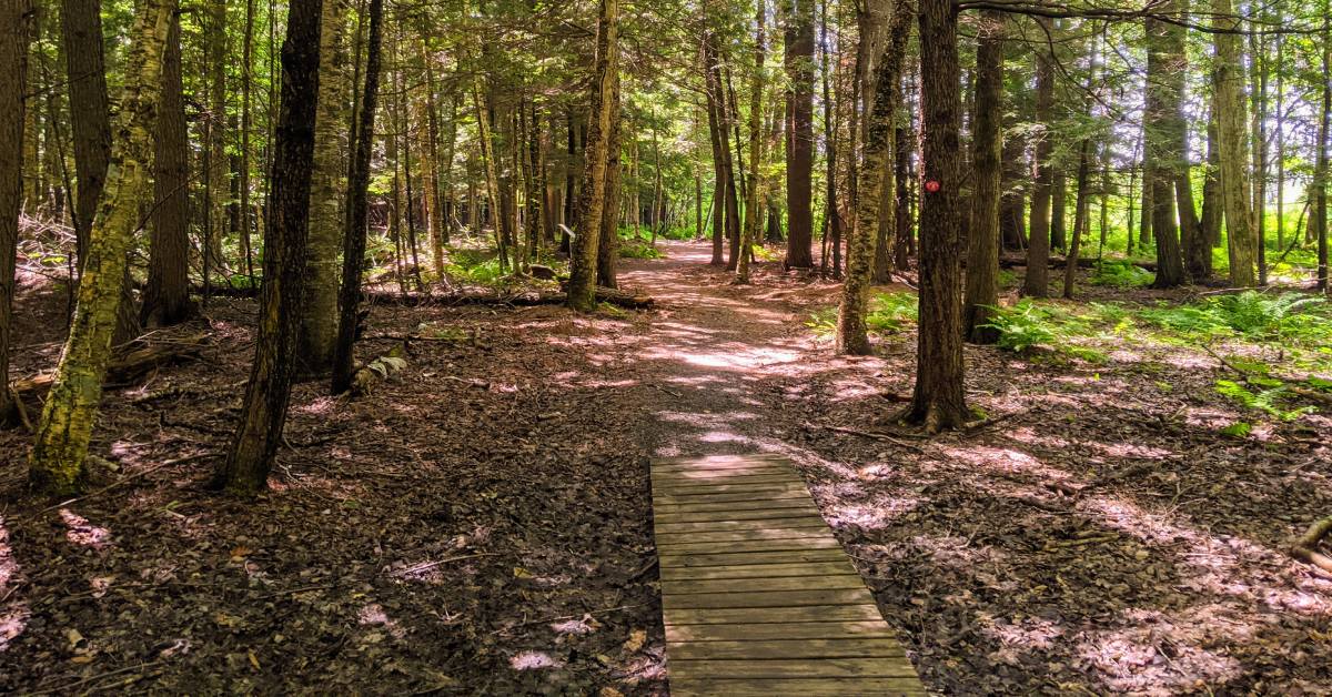 path in meadowbrook preserve