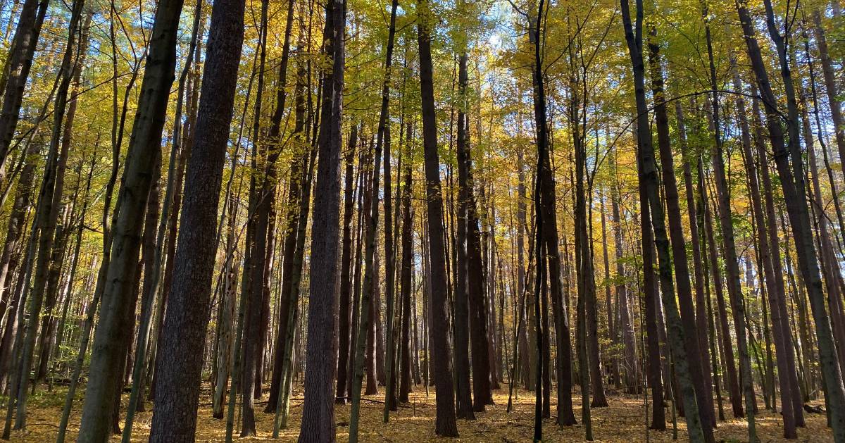 tall trees with yellow leaves