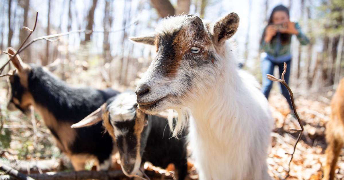 woman taking photo of goats in the woods