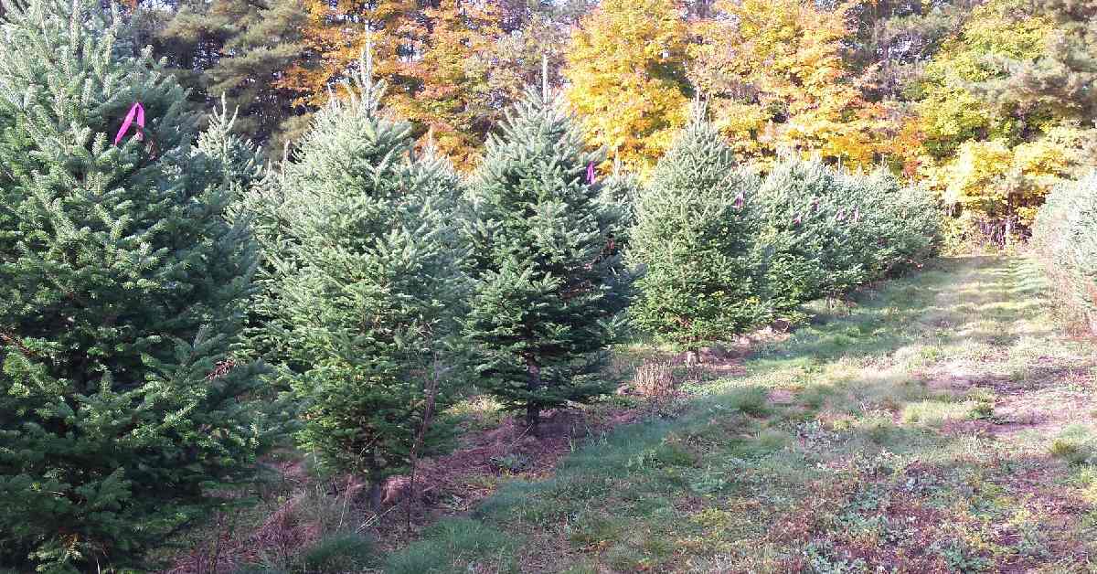 row of Balsam trees