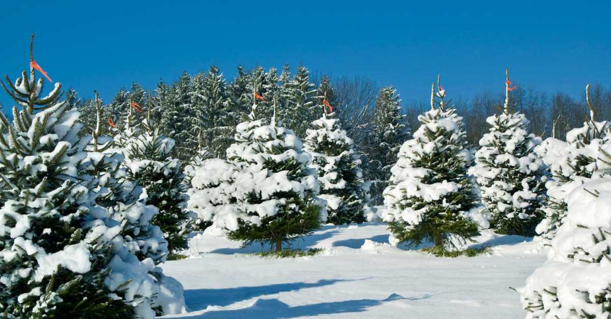 snow covered Christmas trees