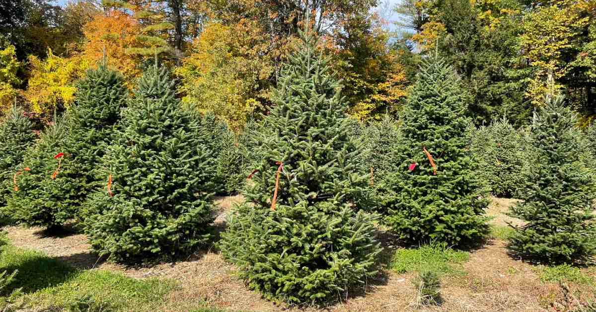 Christmas trees ready to be cut down