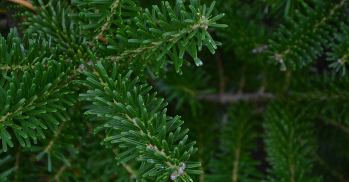 closeup of balsam fir tree