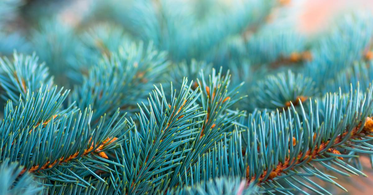 closeup of blue spruce tree