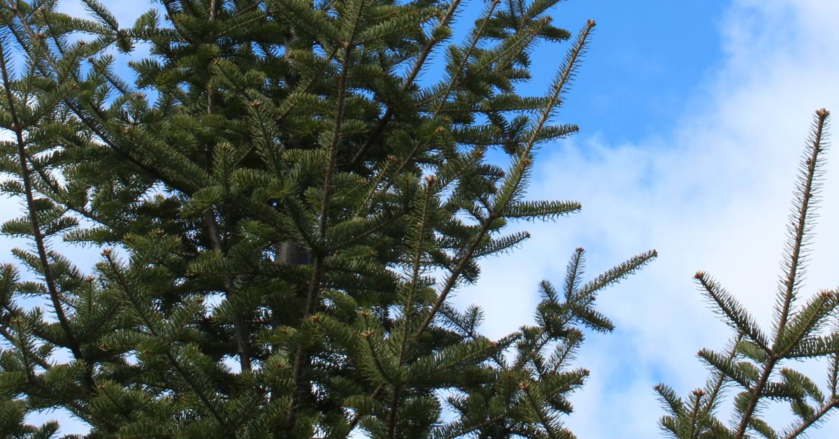 canaan fir tree