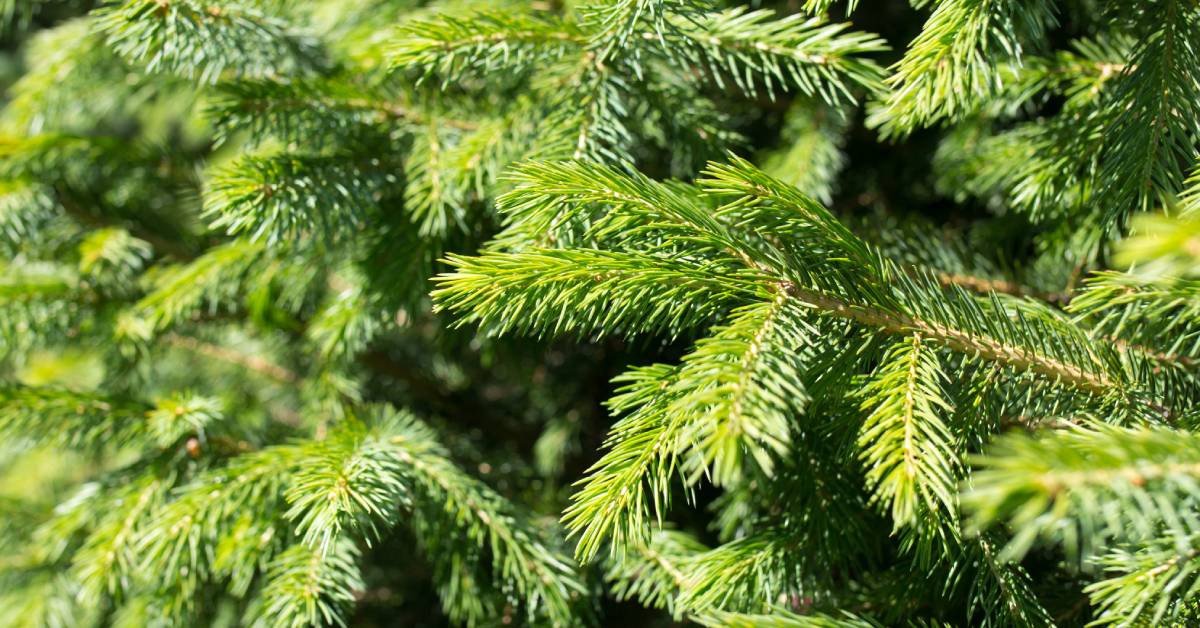 closeup of douglas fir tree