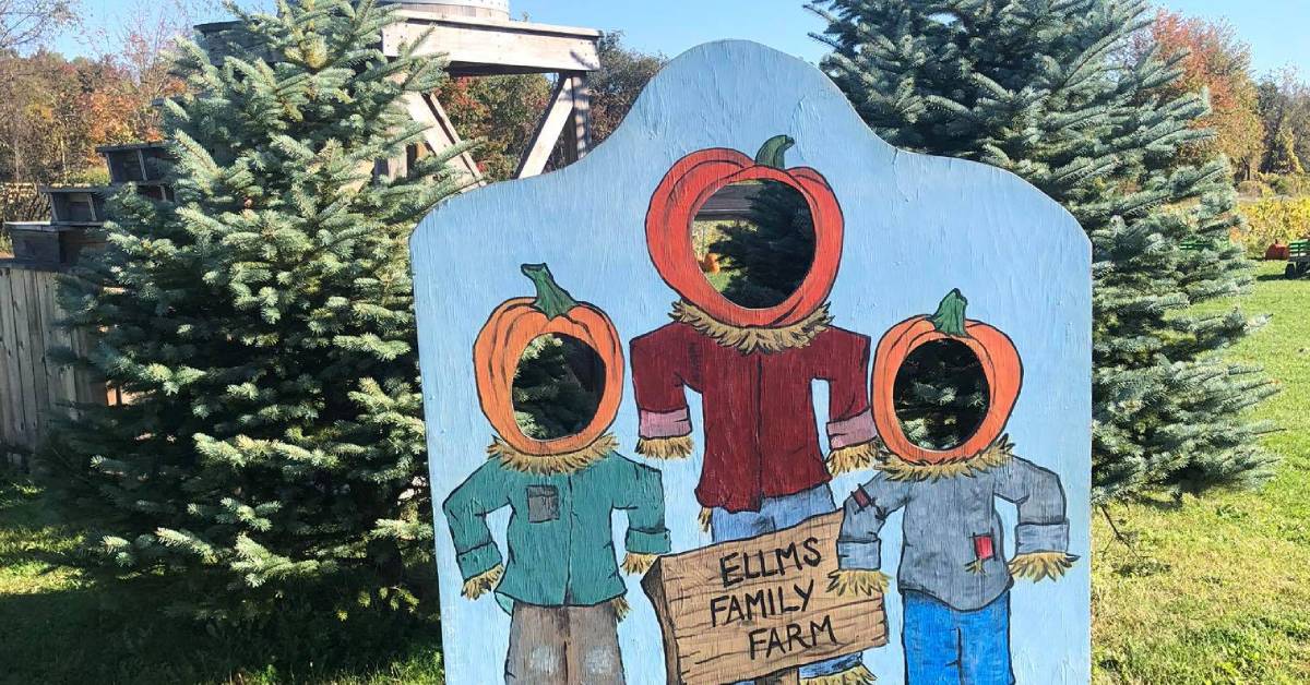 photo op with pumpkin heads by trees