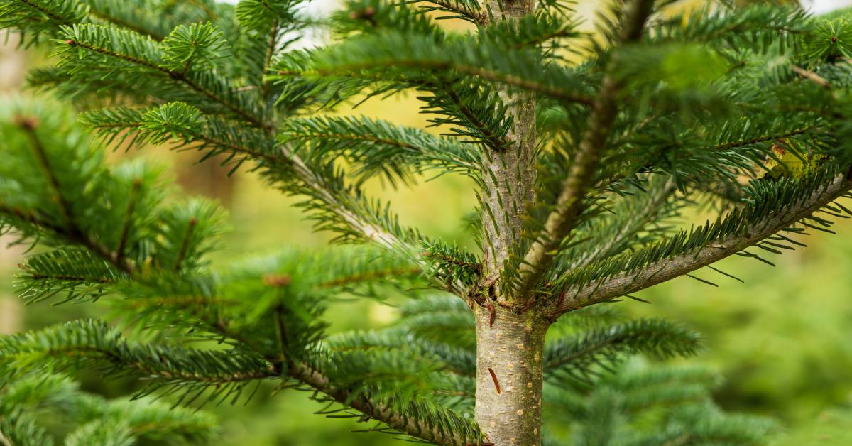 closeup of christmas tree