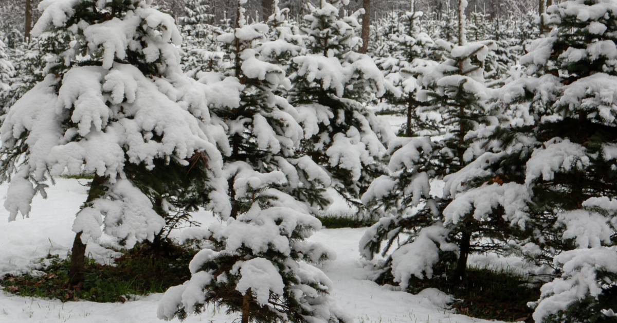 snow covered christmas tree farm