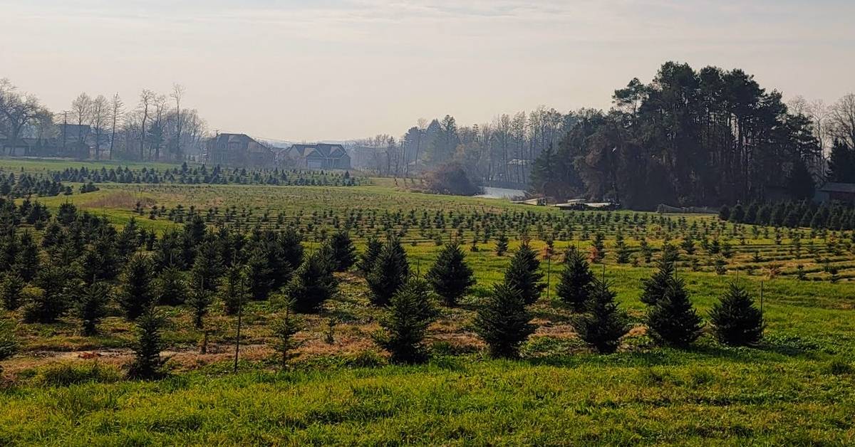 christmas tree farm