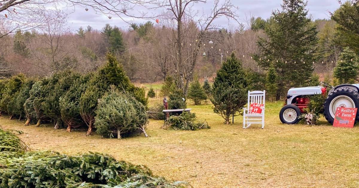 reilly's christmas tree farm