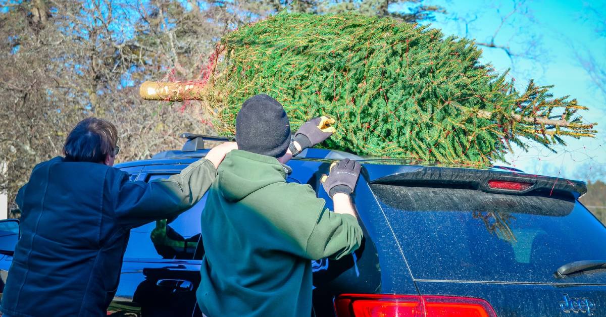 people loading a tree on top of a car