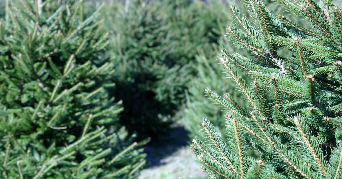 green Christmas trees