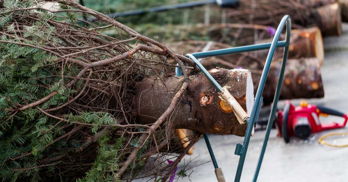 cut Christmas trees on the ground