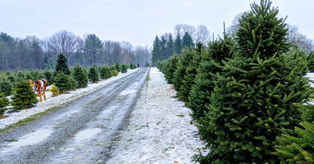 Christmas trees along a snowy path