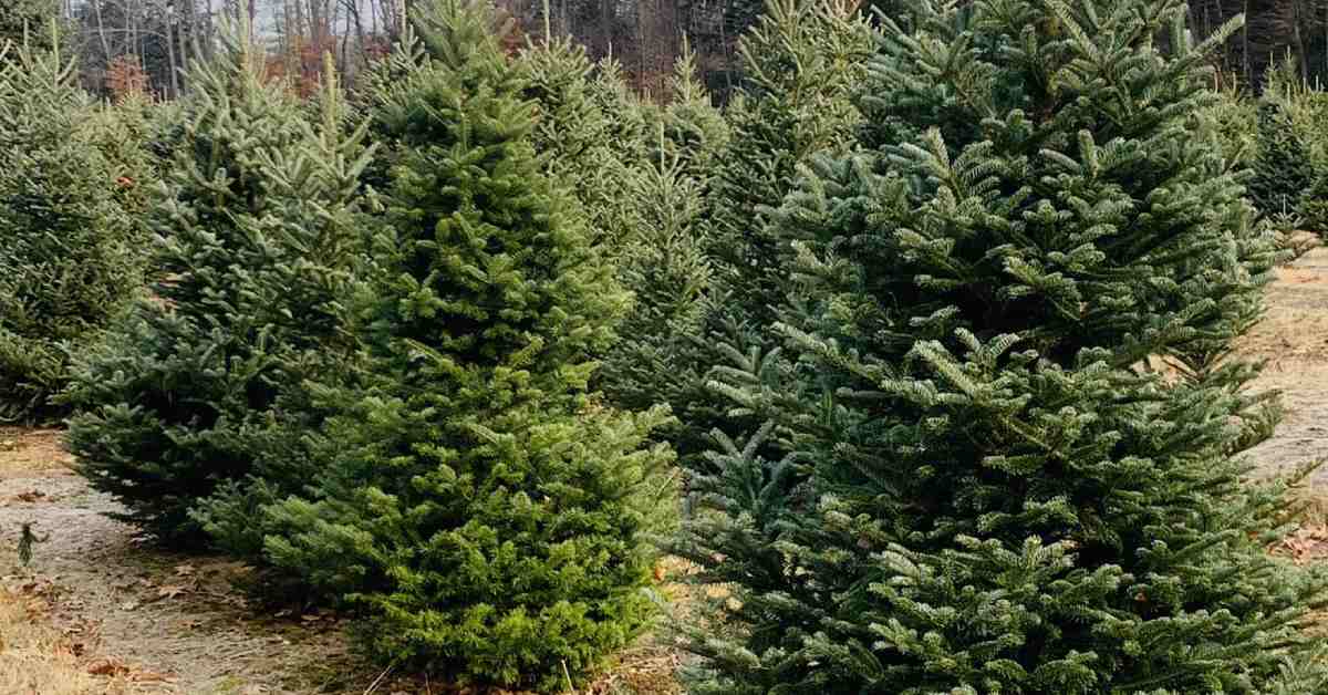 rows of Christmas trees in a field