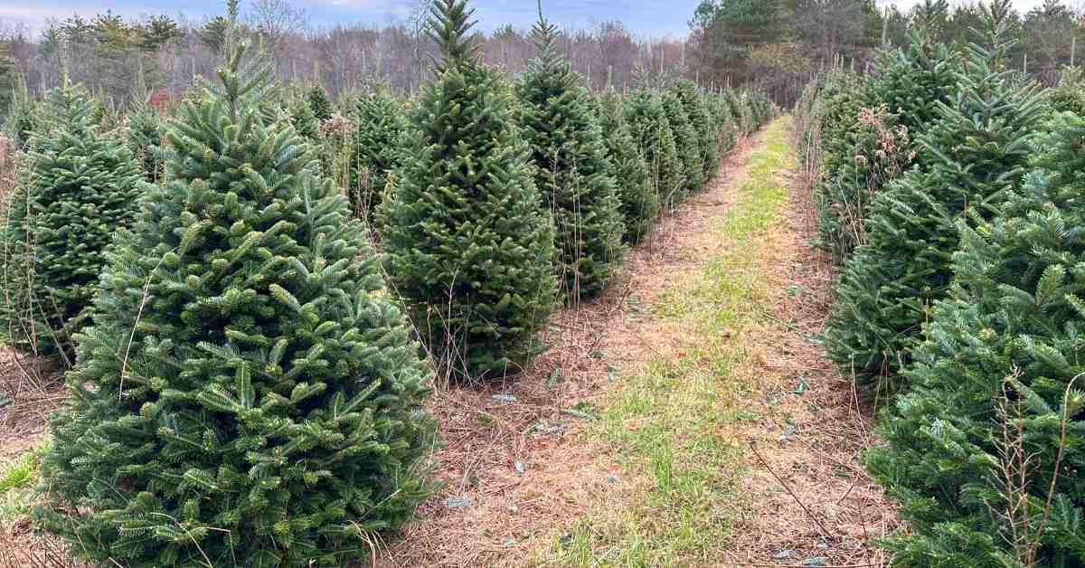 row of Christmas trees