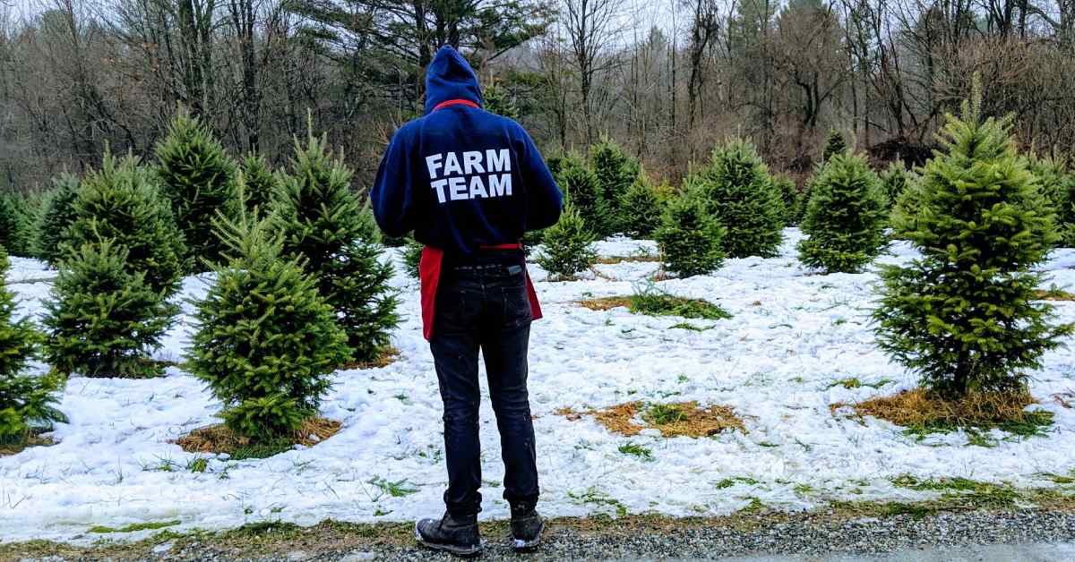 a farm team member standing by Christmas trees with snow on the ground