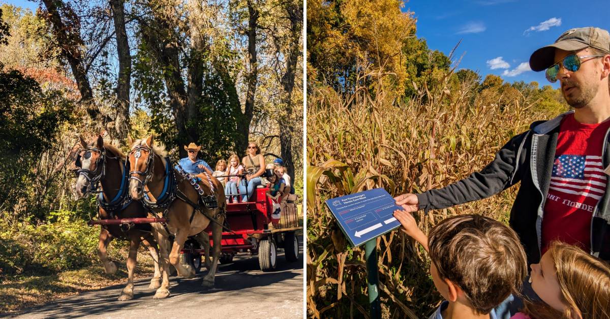 heritage harvest and horse festival at fort ticonderoga with horse drawn carriage ride and corn maze