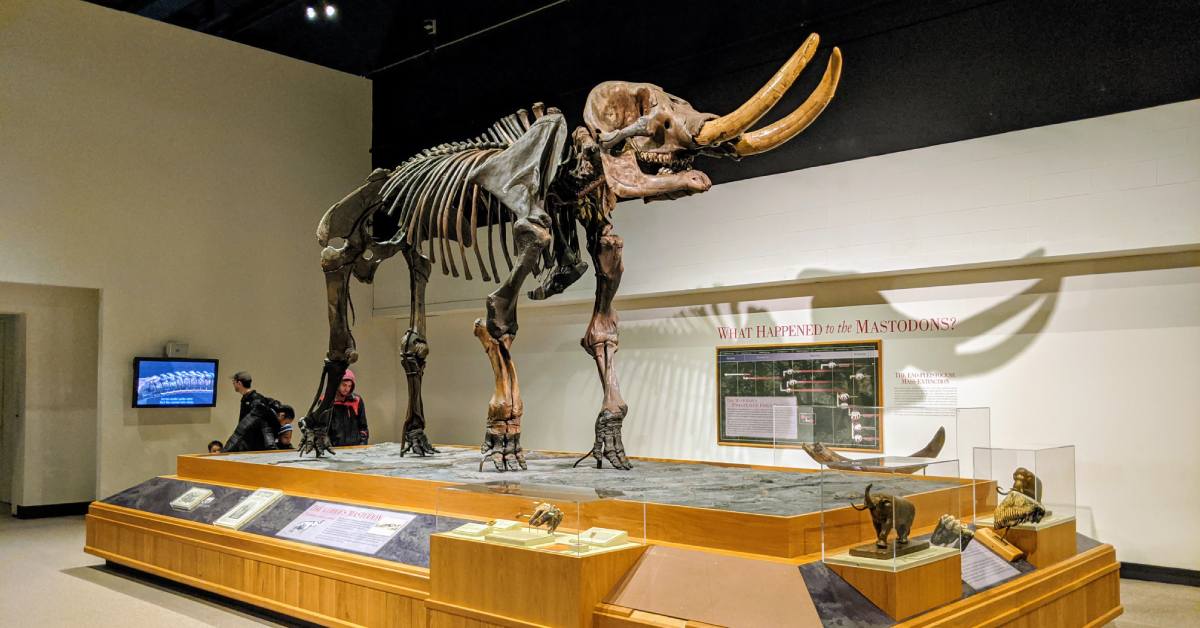cohoes mastodon at the new york state museum