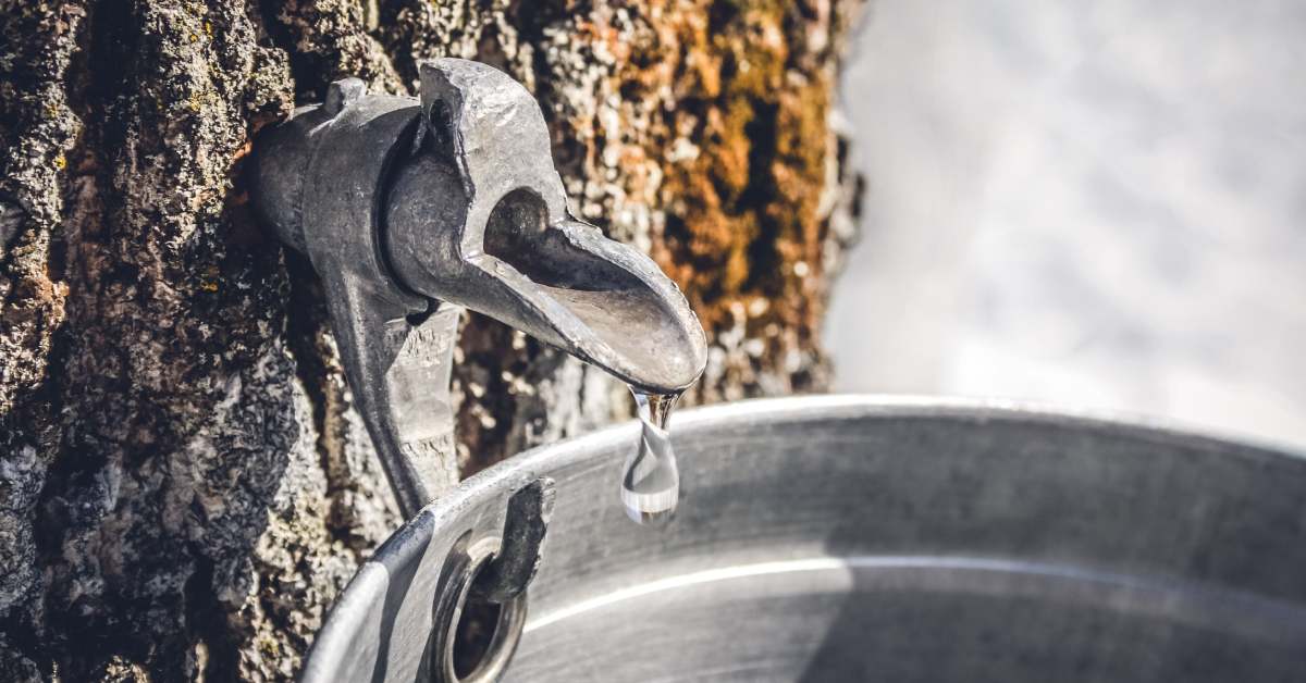 sap pouring from a tap into a bucket