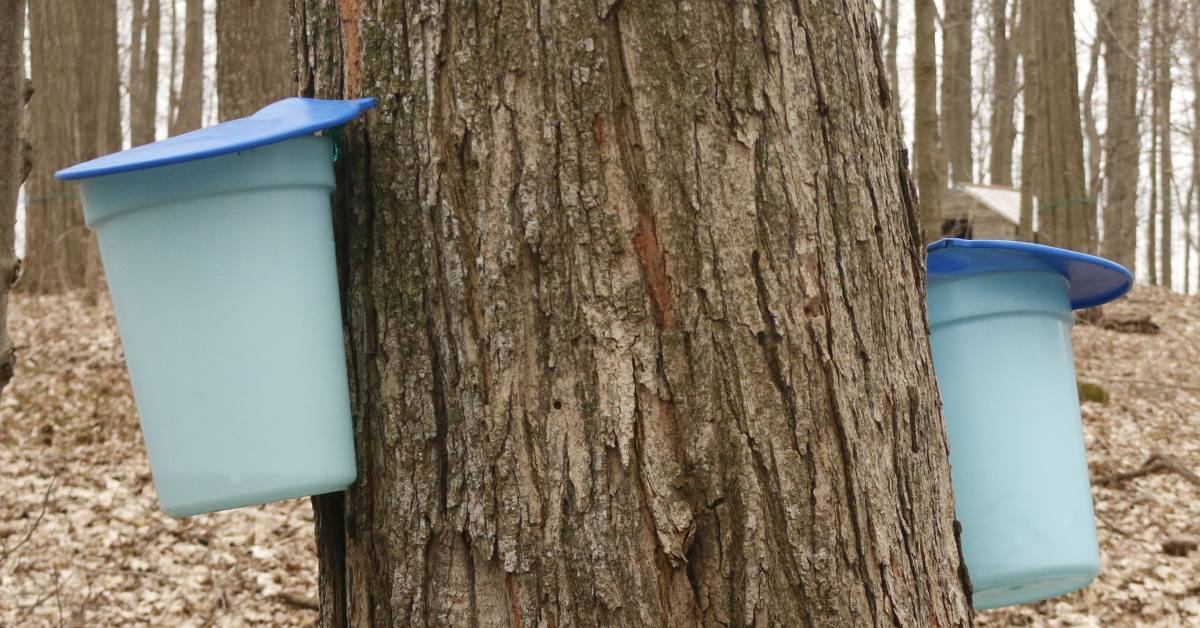 buckets on tree for maple syrup tapping