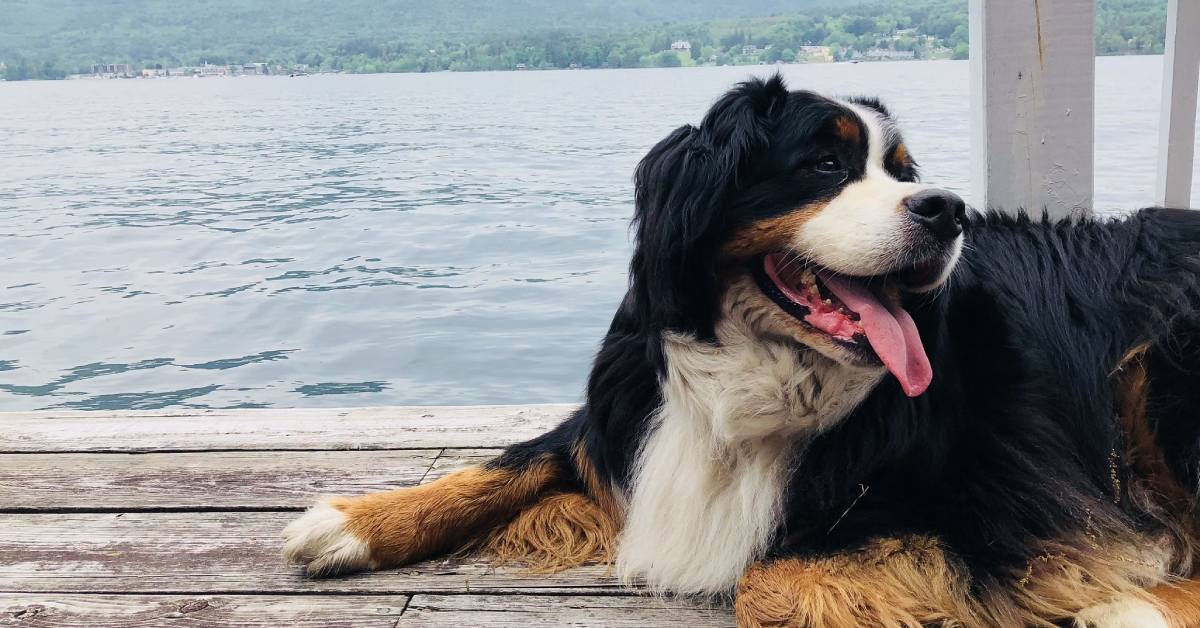 dog on dock on lake george