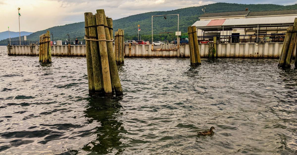 duck in water by lake george docks