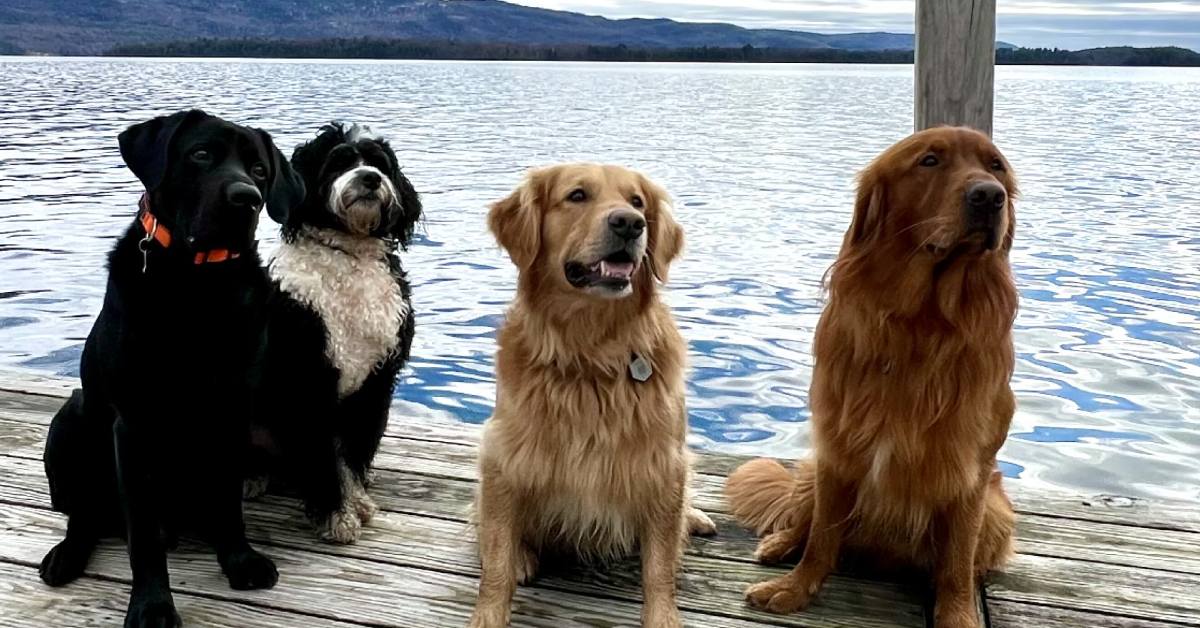 four dogs by lake george