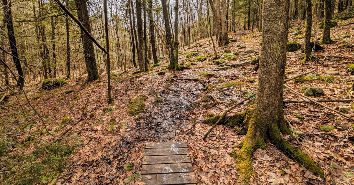 muddy hiking trail in woods