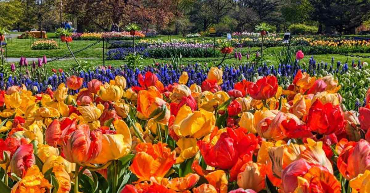 colorful flowers in a park