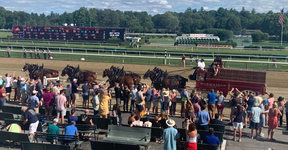 budweiser cylsdales at the track