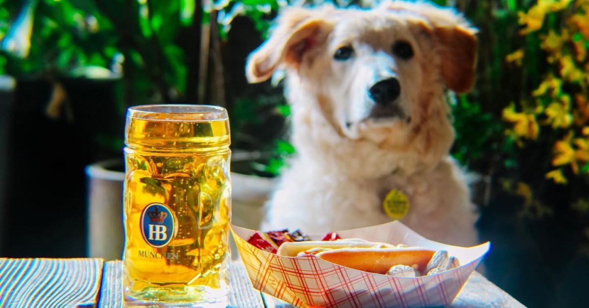 dog looking forward toward table with beer and hot dog