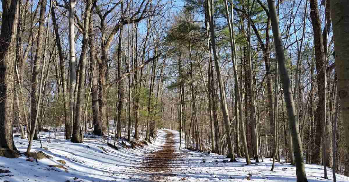 trail in the winter with snow on the ground