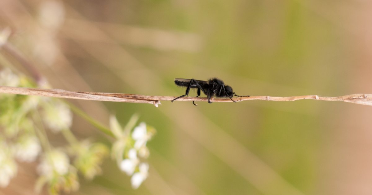 black fly on twig